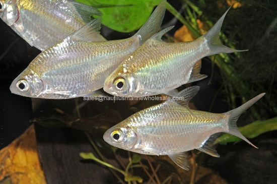 Picture of BARB: REDTAIL TINFOIL 1.5" (IMPORT)