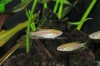 Picture of DANIO: CHOPRAI (GLOLITE) *ON SPECIAL*