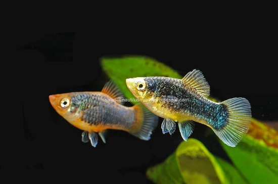 Picture of PLATY: GREEN LANTERN