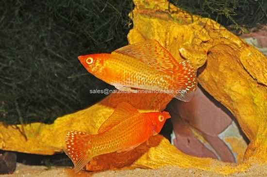 Picture of MOLLY: GOLD SAILFIN LG