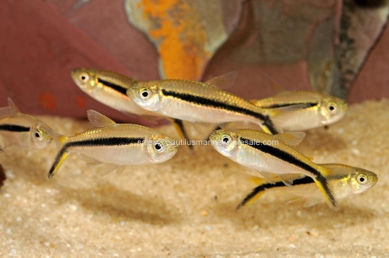 Picture of TETRA: PENGUIN (FL)