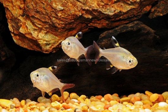 Picture of TETRA: PRISTELLA