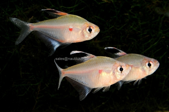 Picture of TETRA: ROSEY *ON SPECIAL*