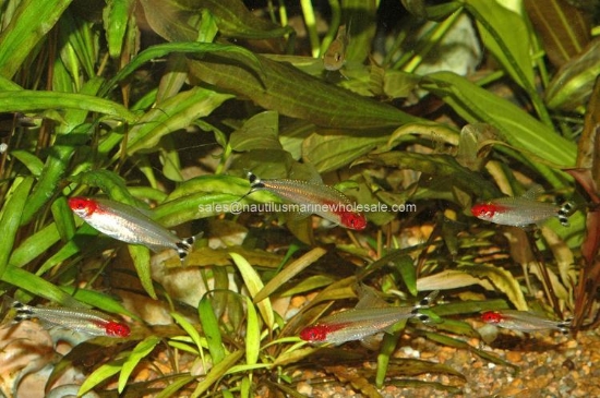 Picture of TETRA: RUMMYNOSE - TANK RAISED W.W.