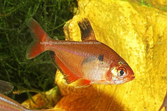 Picture of TETRA: SERPAE