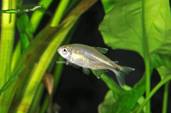 Picture of TETRA: SILVERTIP