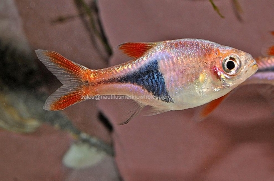 Picture of RASBORA: HET. 