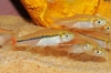 Picture of RASBORA: BRILLIANT