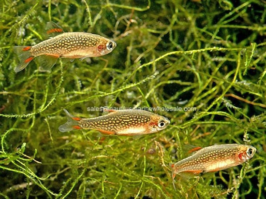 Picture of RASBORA: GALAXY