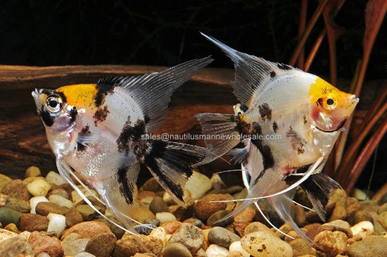 Picture of ANGEL: KOI REG