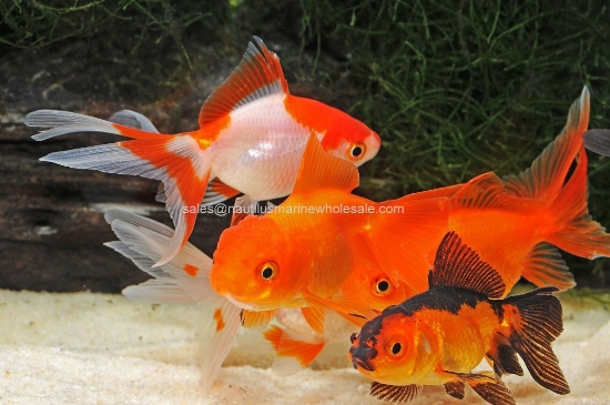 Picture of ORANDA: ASST 8-9cm