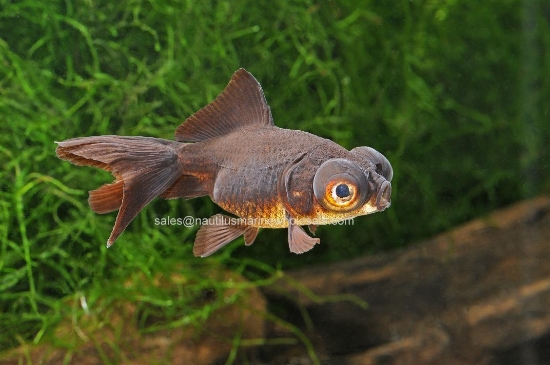 Picture of GOLDFISH: BLACK MOORE 2.5"