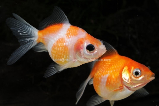 Picture of GOLDFISH: PEARLSCALE 4-5cm