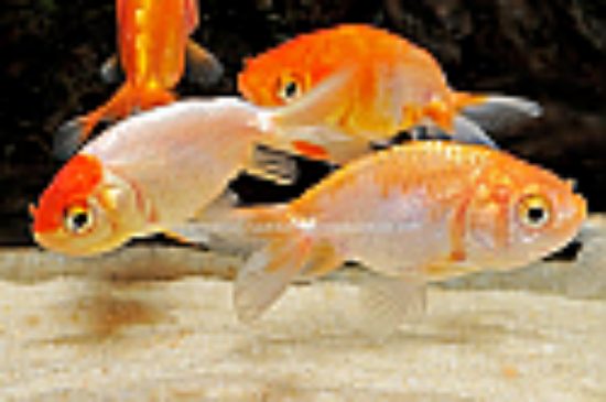 Picture of GOLDFISH: LIONHEAD RED 4-5cm