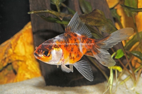 Picture of GOLDFISH: FANTAIL CALICO 2-2.5"