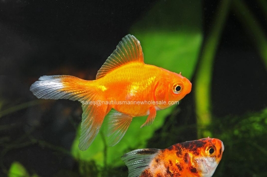 Picture of GOLDFISH: ASST FANTAIL 2-2.5"