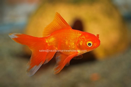 Picture of GOLDFISH: FANTAIL RED 3.5"