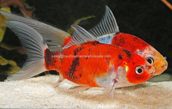 Picture of GOLDFISH: SHUBUNKIN 1.5-2"