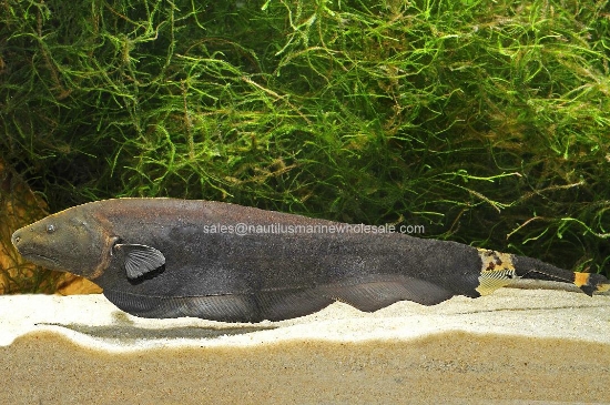 Picture of KNIFE: BLACK GHOST MD