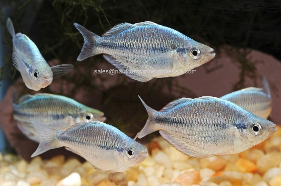 Picture of RAINBOW: KAMAKA MD *ON SPECIAL*