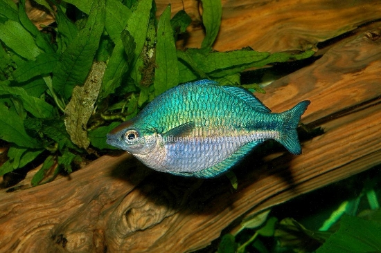 Picture of RAINBOW: TURQUOISE MD