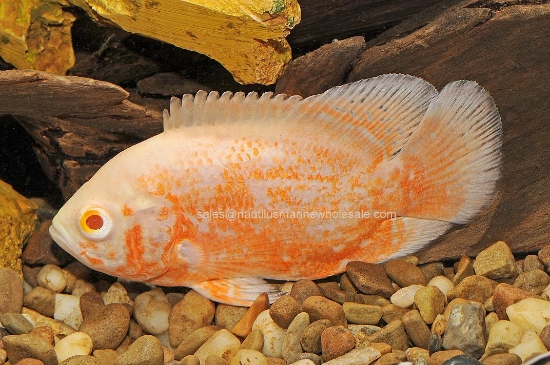 Picture of OSCAR: ALBINO RED TIGER SM 