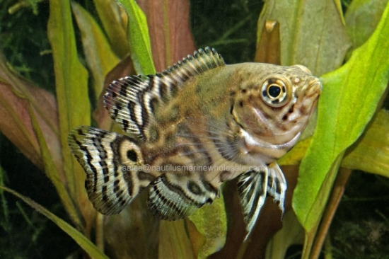Picture of OSCAR: COMMON SM (WILD)