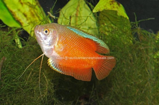 Picture of GOURAMI: RED FIRE MALE