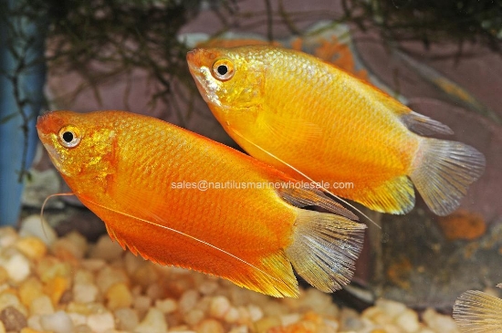 Picture of GOURAMI: SUNSET THICKLIP