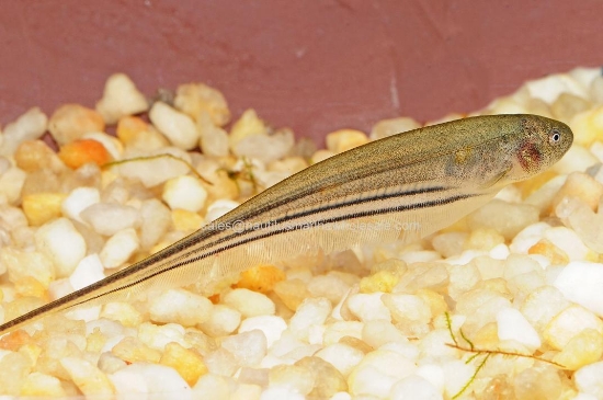 Picture of KNIFE: TRANSPARENT