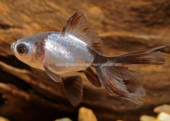 Picture of GOLDFISH: PANDA 3-3.5"