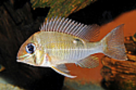 Picture of CICHLID: CUPID