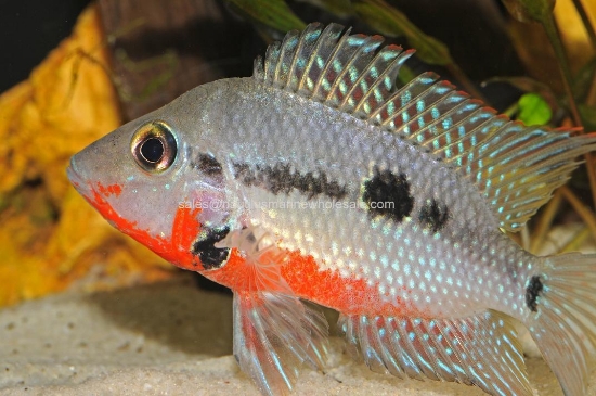 Picture of CICHLID: FIREMOUTH MD *ON SPECIAL*