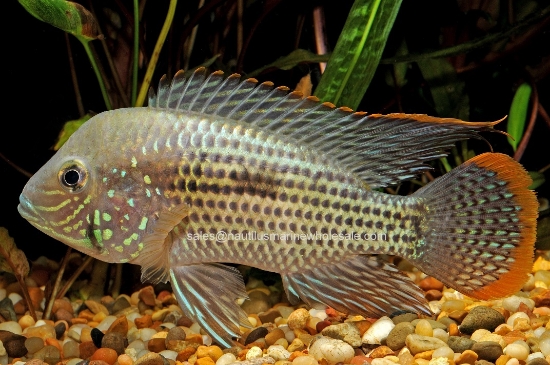 Picture of CICHLID: GREEN TERROR