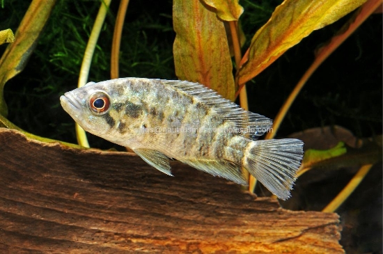 Picture of CICHLID: MANAGUENSIS REG