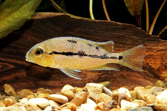 Picture of CICHLID: NICARAGUENS 4"