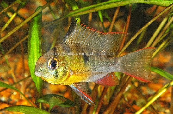 Picture of CICHLID: RAM BOLIVIAN