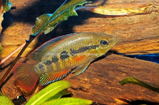 Picture of CICHLID: SEVERUM ORANGE SHOULDER XLG