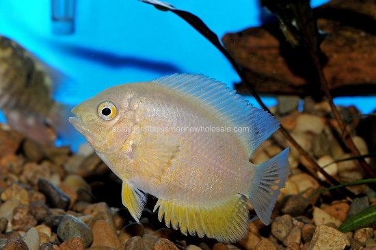 Picture of CICHLID: SEVERUM GOLD REG *ON SPECIAL*