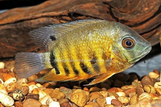 Picture of CICHLID: SEVERUM ORANGE SHOULDER MD