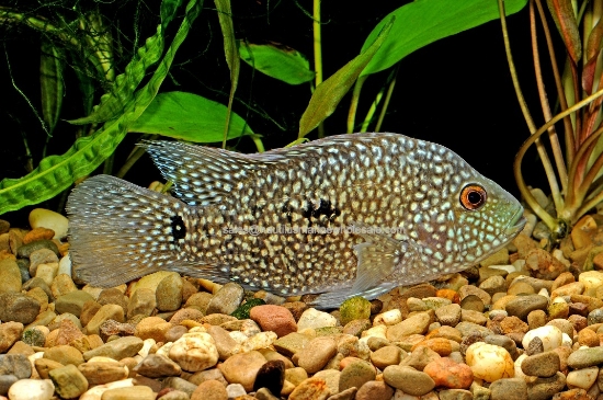 Picture of CICHLID: TEXAS MD