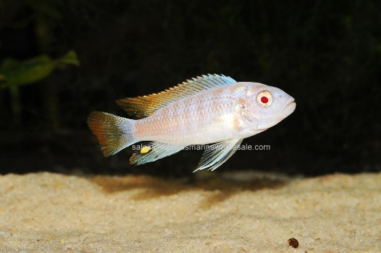 Picture of AFRICAN: MBUNA PS. ALBINO ZEBRA REG