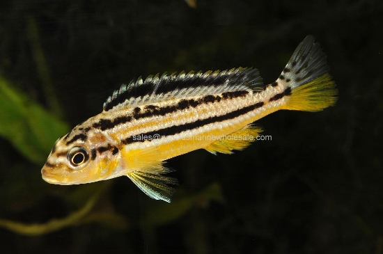 Picture of AFRICAN: MBUNA M. AURATUS REG