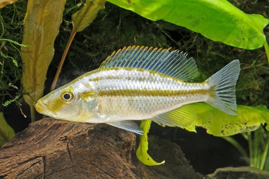 Picture of AFRICAN: HAP COMPRESSICEPS REG (FL BRED)