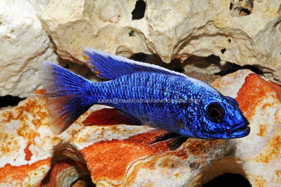 Picture of AFRICAN: HAP AHLI ELECTRIC BLUE MALE MD (FL BRED)