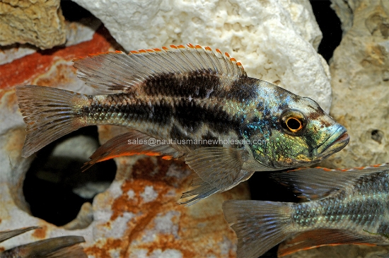 Picture of AFRICAN: HAP LIVINGSTONI MALE LG