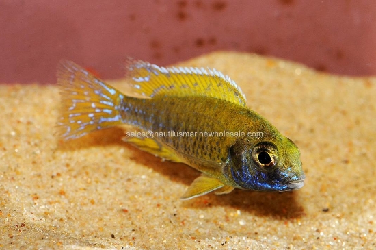 Picture of AFRICAN: PEACOCK SUNSHINE REG