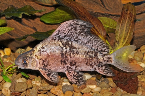 Picture of LOACH: HI FIN BANDED 5"