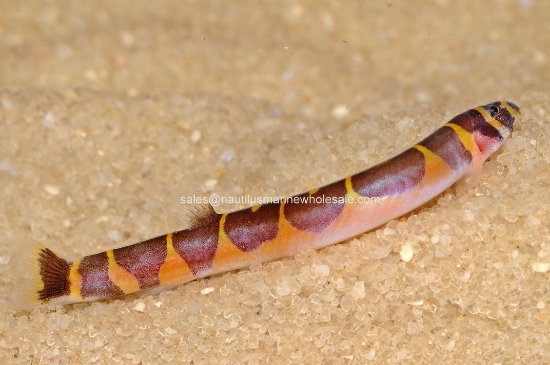 Picture of LOACH: KUHLI LG