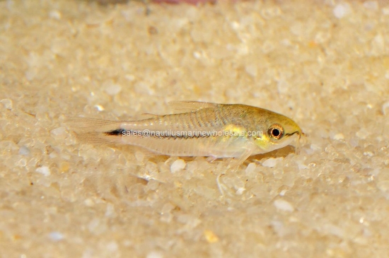 Picture of CORY: PYGMY *ON SPECIAL*